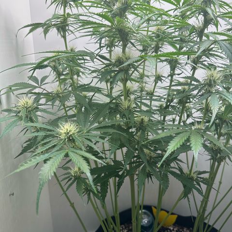 Quick One #2 growlog timeline photo