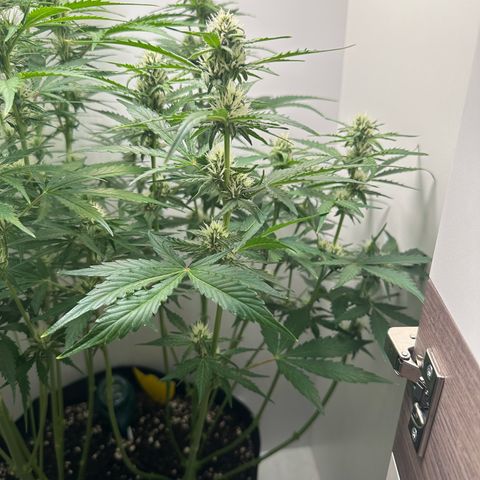 Quick One #1 growlog timeline photo