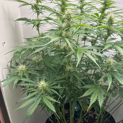 Quick One #2 growlog timeline photo