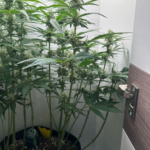 Quick One #1 growlog timeline photo