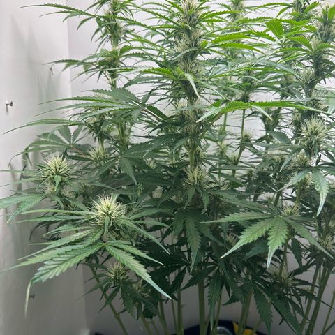 Quick One #2 growlog timeline photo