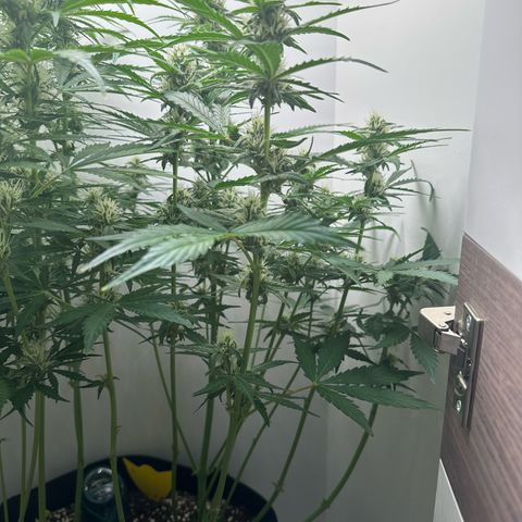 Quick One #1 growlog timeline photo