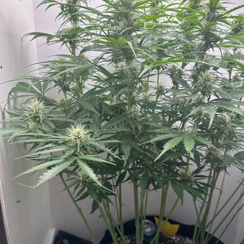 Quick One #2 growlog timeline photo