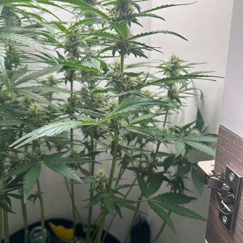 Quick One #1 growlog timeline photo