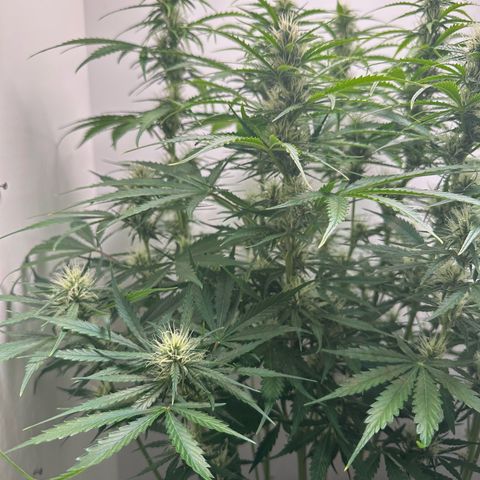 Quick One #2 growlog timeline photo