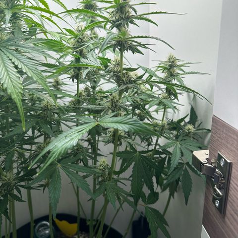 Quick One #1 growlog timeline photo