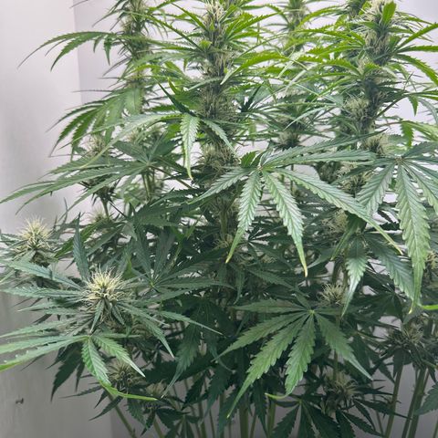 Quick One #2 growlog timeline photo