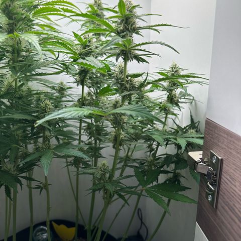 Quick One #1 growlog timeline photo