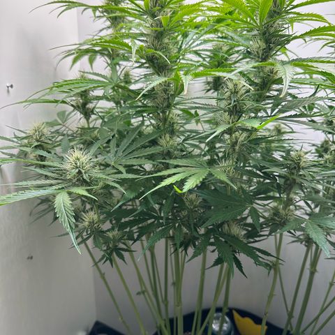 Quick One #2 growlog timeline photo