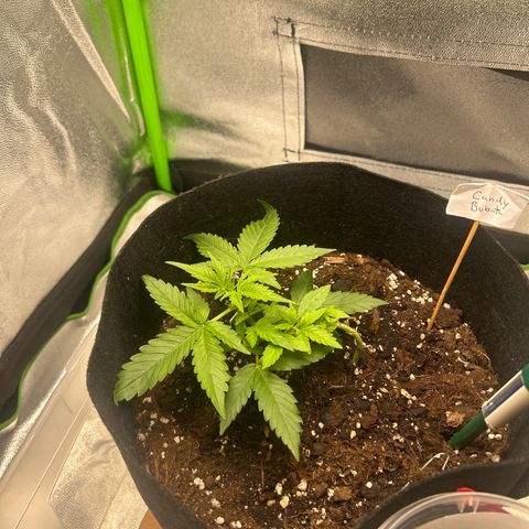 Candy Bubatz XL Auto  growlog photo: Gegossen mit biobizz Grow 1,2 l