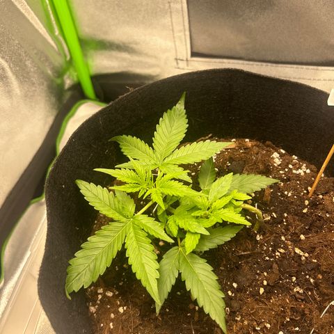 Candy Bubatz XL Auto  growlog timeline photo