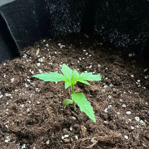 Candy Bubatz XL Auto  growlog photo: Anfang von lst 
