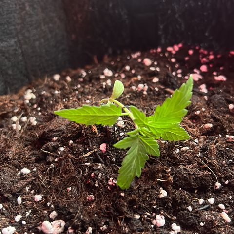 Candy Bubatz XL Auto  growlog photo: Anfang von lst 