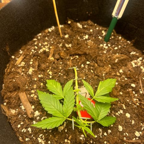 Candy Bubatz XL Auto  growlog timeline photo