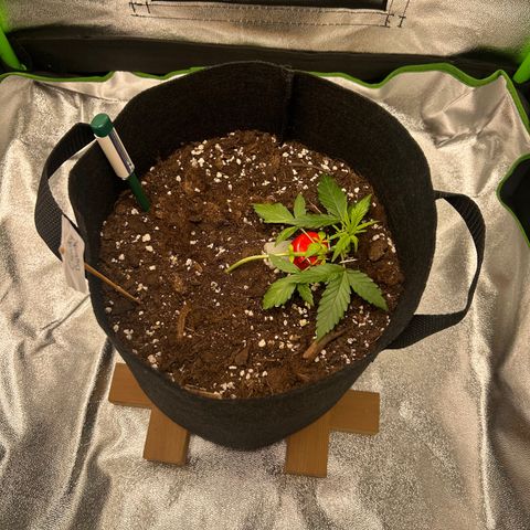 Candy Bubatz XL Auto  growlog timeline photo