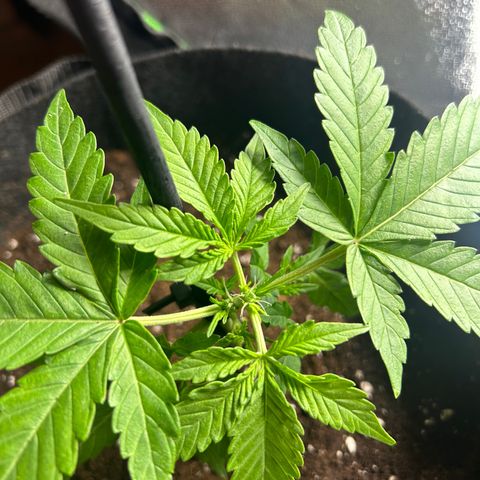 Candy Bubatz XL Auto  growlog photo: Wieder gerade gemacht und getopt / lolipoping 