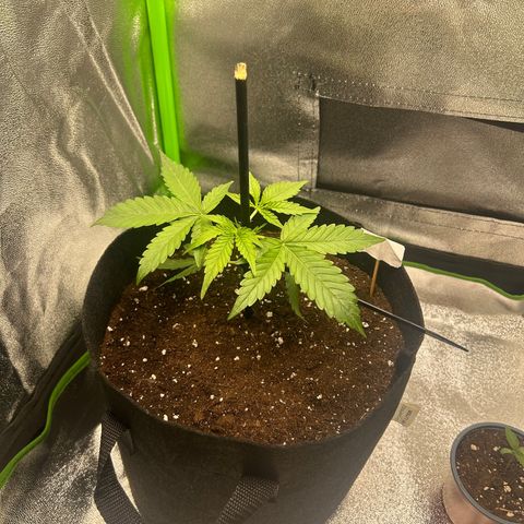 Candy Bubatz XL Auto  growlog photo: Wieder gerade gemacht und getopt / lolipoping 