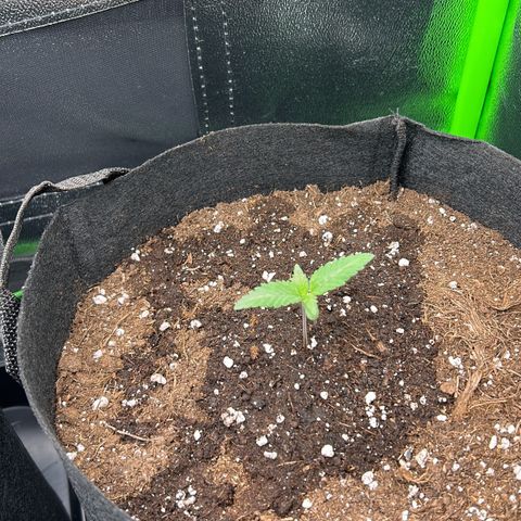 Super Silva haze  growlog timeline photo