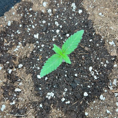 Super Silva haze  growlog timeline photo