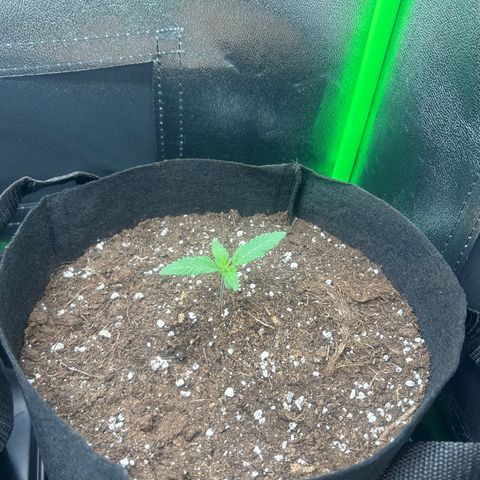 Super Silva haze  growlog timeline photo