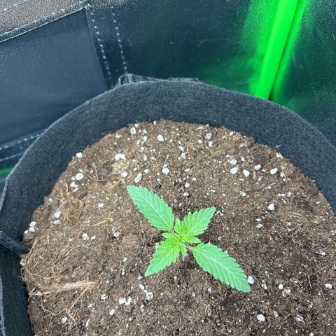 Super Silva haze  growlog timeline photo