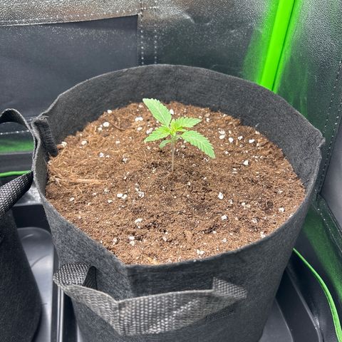 Super Silva haze  growlog timeline photo