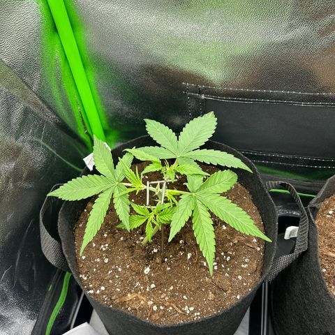 Candy Bubatz XL Auto  growlog timeline photo