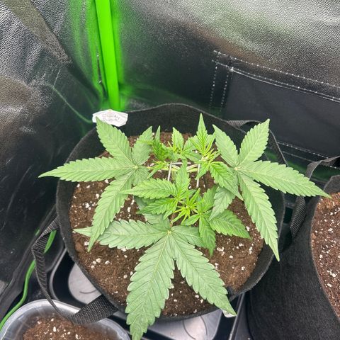 Candy Bubatz XL Auto  growlog timeline photo