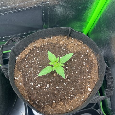 Super Silva haze  growlog timeline photo