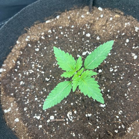Super Silva haze  growlog timeline photo