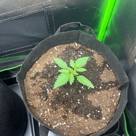 Super Silva haze  growlog timeline photo