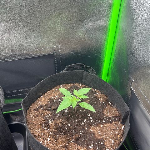 Super Silva haze  growlog timeline photo