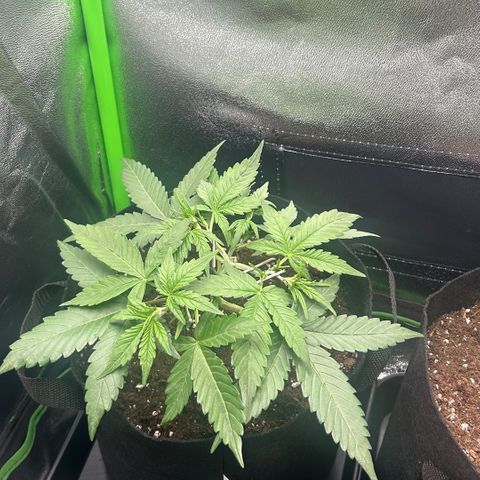 Candy Bubatz XL Auto  growlog timeline photo