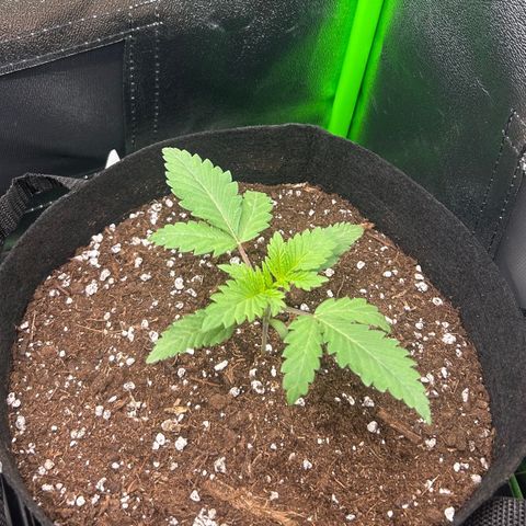 Super Silva haze  growlog timeline photo