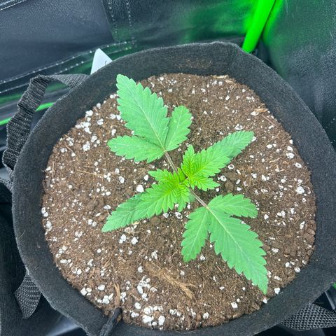Super Silva haze  growlog timeline photo