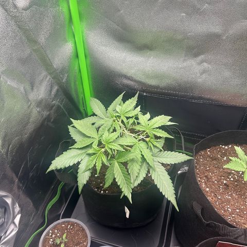 Candy Bubatz XL Auto  growlog timeline photo
