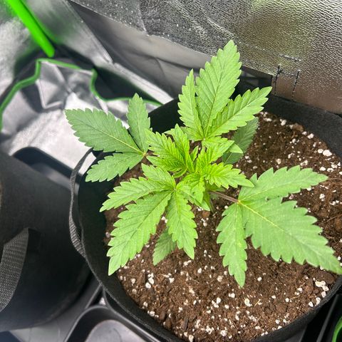 Super Silva haze  growlog timeline photo