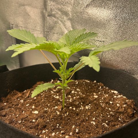 Super Silva haze  growlog timeline photo