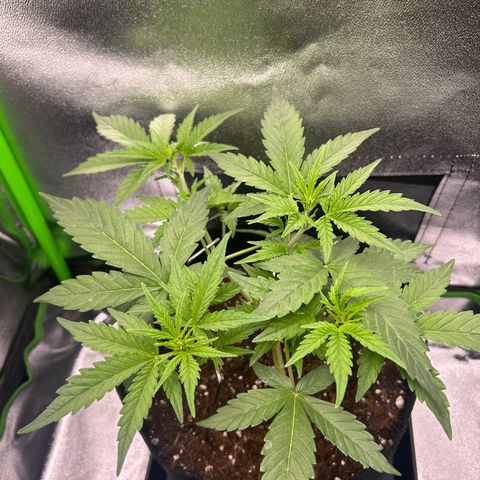 Candy Bubatz XL Auto  growlog timeline photo