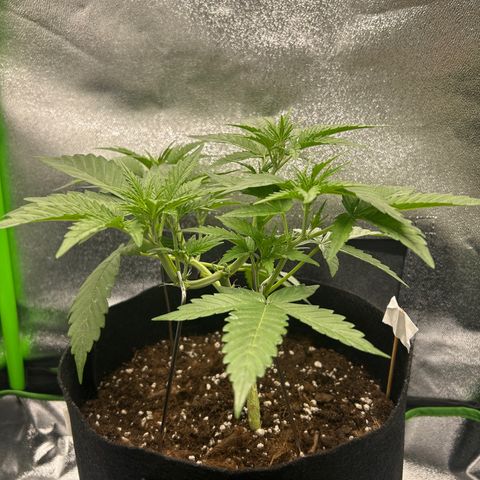Candy Bubatz XL Auto  growlog timeline photo