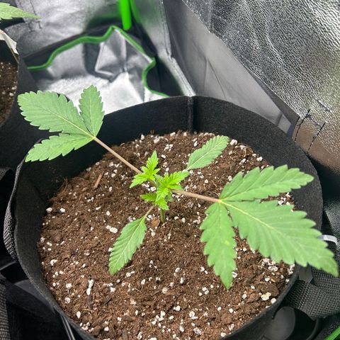 Super Silva haze  growlog photo: Topping 