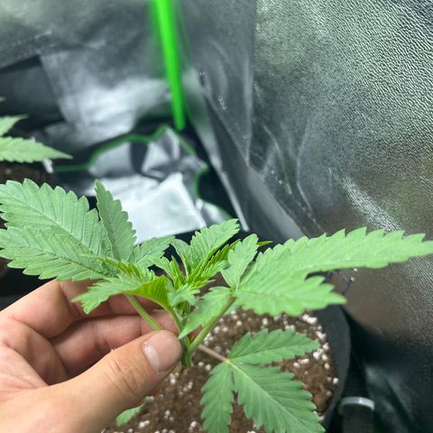 Super Silva haze  growlog photo: Topping 