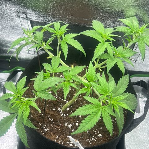Candy Bubatz XL Auto  growlog timeline photo
