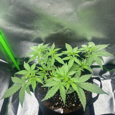 Candy Bubatz XL Auto  growlog timeline photo
