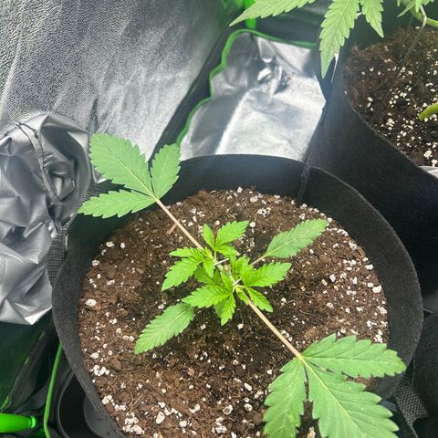 Super Silva haze  growlog timeline photo