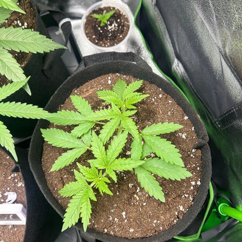 Super Silva haze  growlog timeline photo
