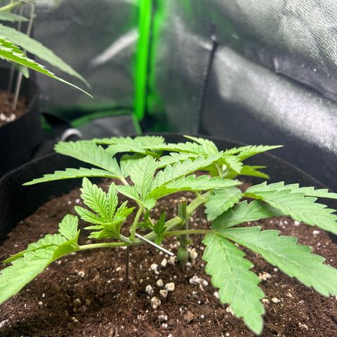 Super Silva haze  growlog timeline photo