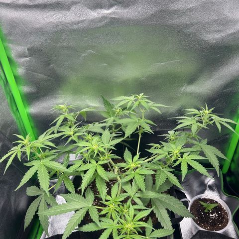 Candy Bubatz XL Auto  growlog timeline photo