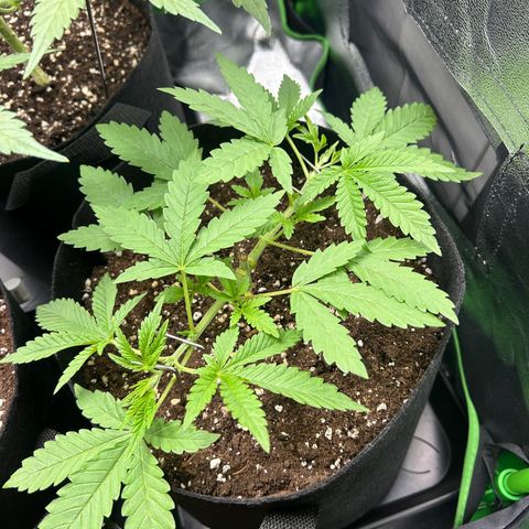 Super Silva haze  growlog timeline photo