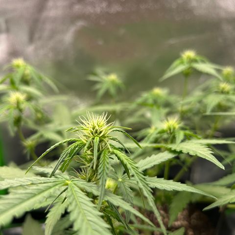 Candy Bubatz XL Auto  growlog timeline photo